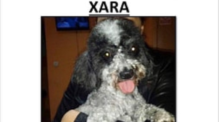 AJUTOR! O familie de sătmăreni își caută cu DISPERARE cățelușa. Oferă RECOMPENSĂ