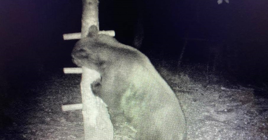 FOTO INCREDIBIL. URSOAICĂ FOTOGRAFIATĂ în una dintre pădurile județului. A fost observat și în zona PENSIUNILOR