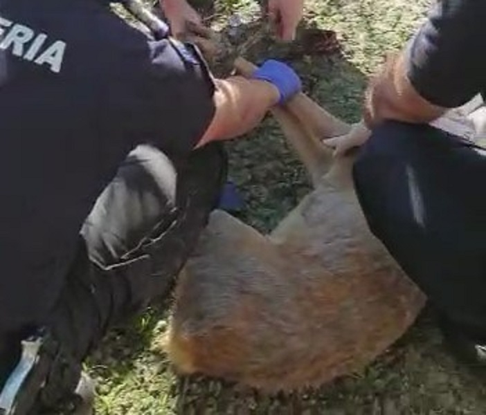 FOTOGALERIE. GEST. Căprioară SALVATĂ de jandarmi. A fost PREDATĂ  specialiștilor de la AJVPS Gelu