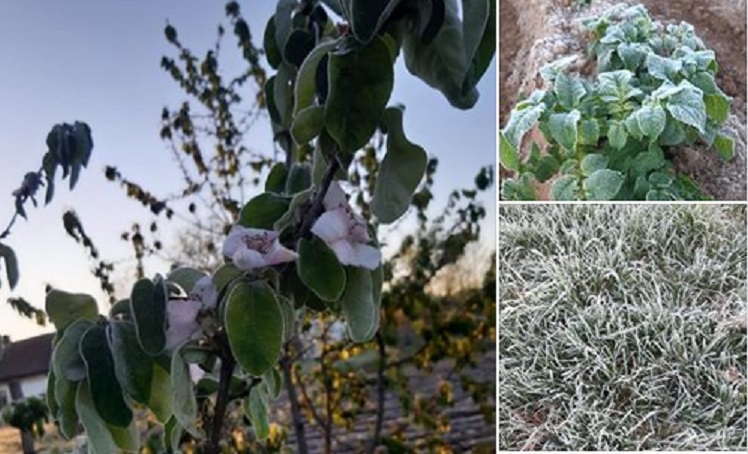 FOTOGALERIE. GER la Satu Mare. Județul a ÎNGHEȚAT  azi noapte. Culturile, serios COMPROMISE