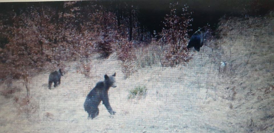 FOTOGALERIE. ALERTĂ! URȘII prind curaj. INVADEAZĂ pădurile din ȚARA OAȘULUI