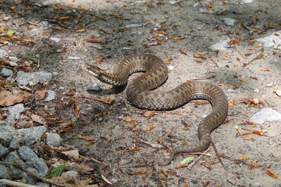 FOTOGALERIE. VIPERĂ la Satu Mare. CAPTURATĂ și relocată în natură