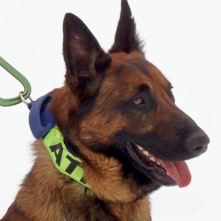 Câinele Athos, spaima contrabandiștilor. O nouă captură