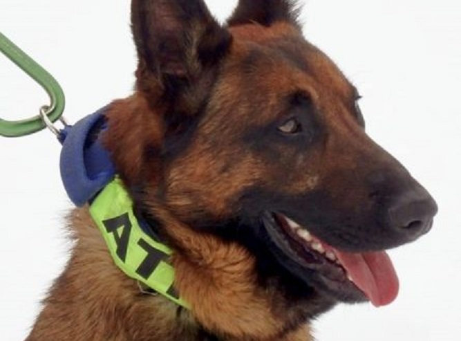 FOTOGALERIE. Câinele ATHOS, SPAIMA contrabandiștilor. O nouă CAPTURĂ