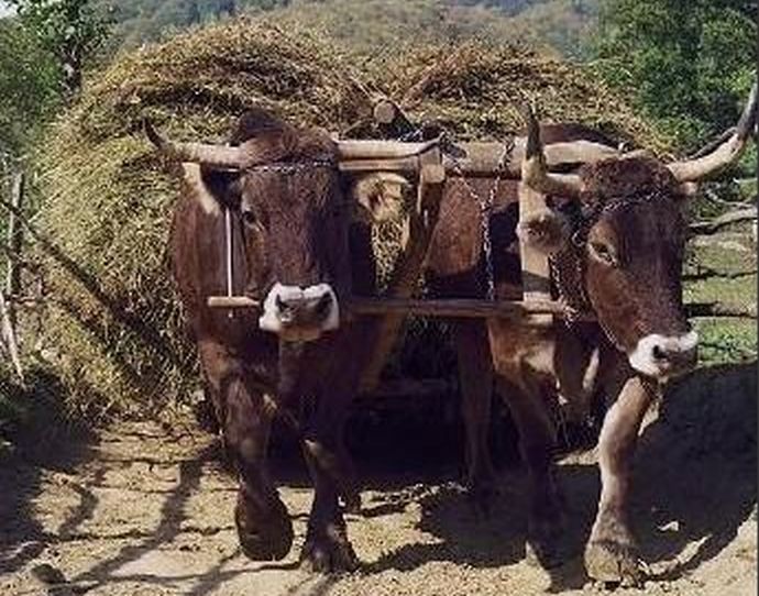 La vremuri noi, alianţe noi! Unele cu oameni, altele cu boi!