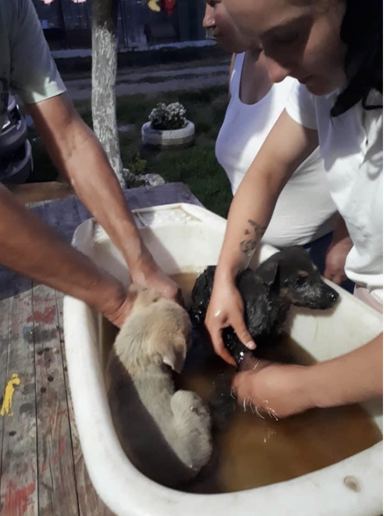 Cât îi mai suporta pământul pe unii? Care e om și care e câine?