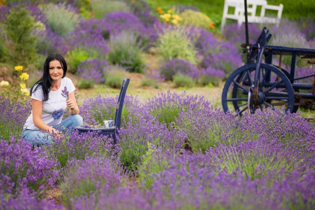Cerdacul cu Lavandă – destinaţia perfectă pentru toţi cei care vor să experimenteze o senzaţie unică cu parfum de lavandă