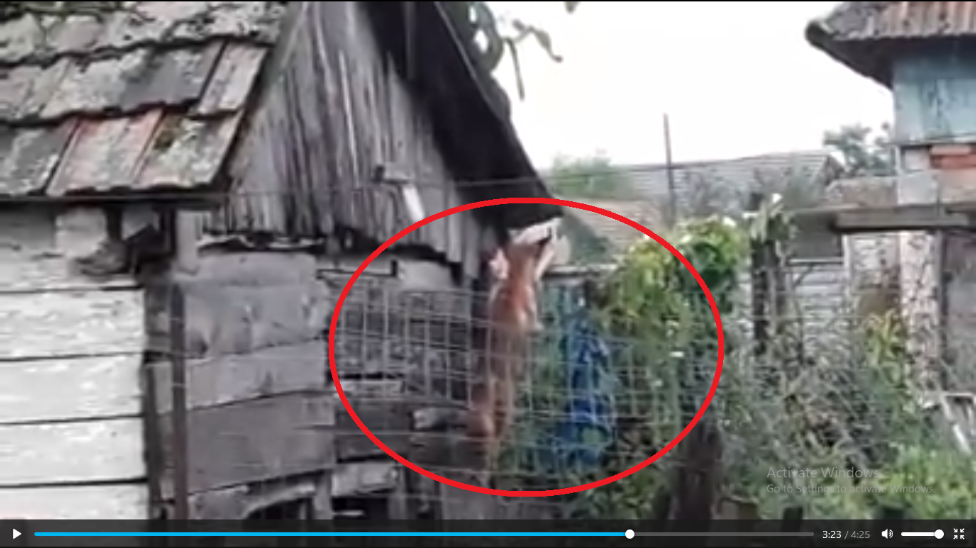 VIDEO. Vulpița FILMATĂ în plină ACȚIUNE. A UCIS  toate găinile după ce a escaladat un gard de 2 m