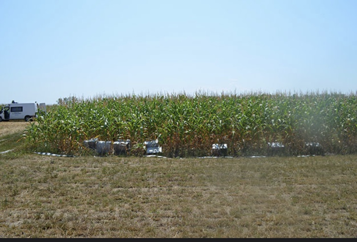 Pe traficanți se pare că nu îi mai sperie nimic!