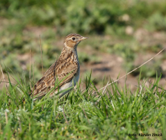 Vânătoare oprită la 36 de specii în sezonul 2020-2021