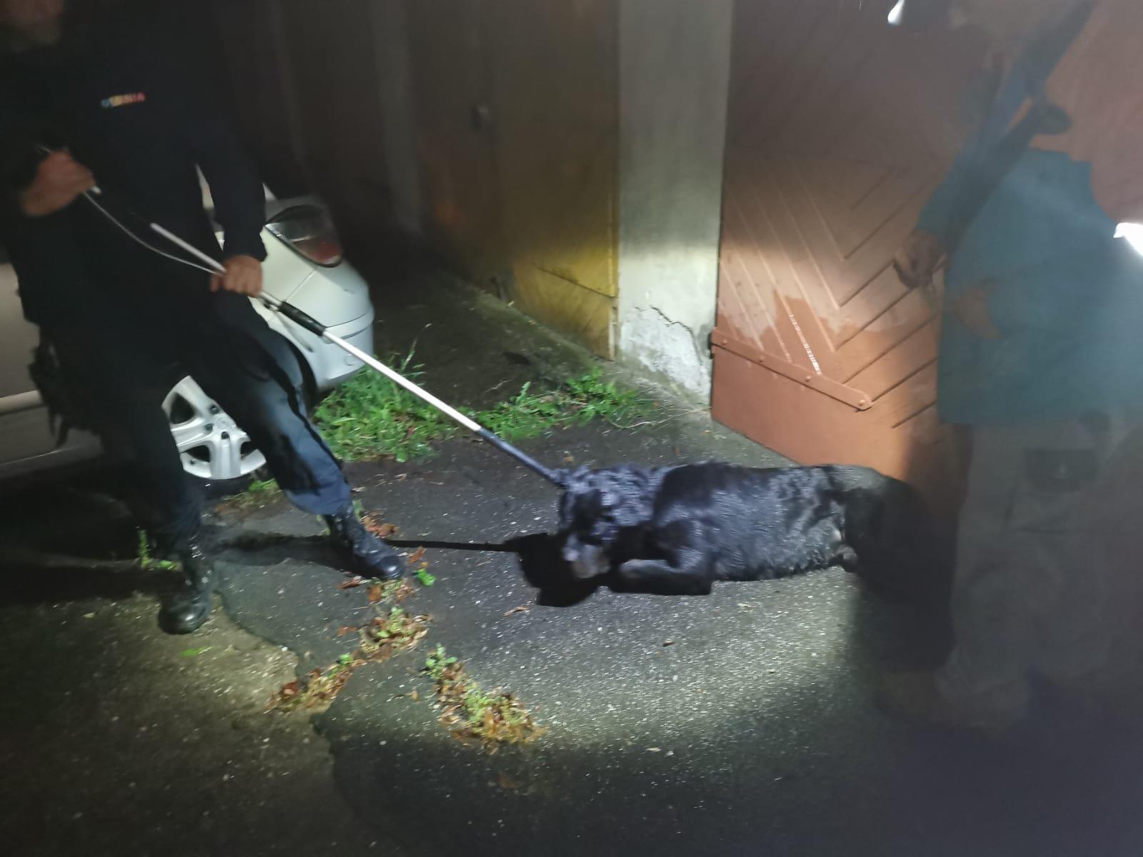 Câine periculos prins de jandarmi