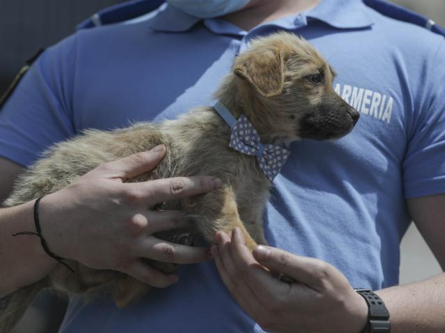 Se înființează...  Poliția Animalelor!