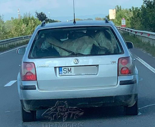 Cu capra-n... portbagaj