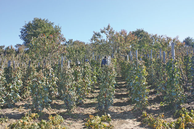 Localitatea din judeţ care  produce un vin unic în România