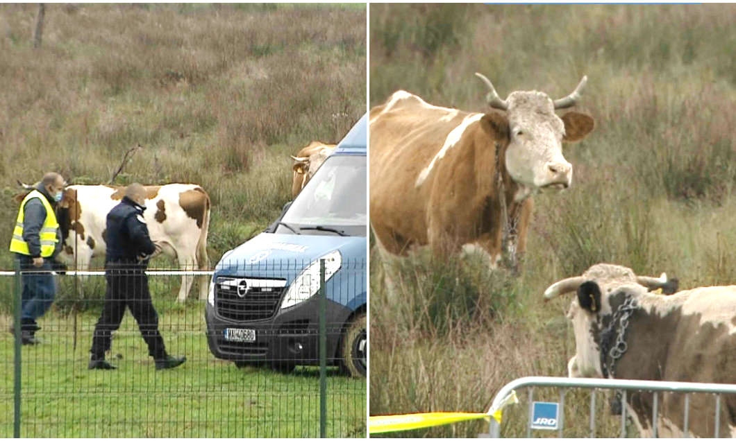 “Fluieră, mă, că vine ciurda....”