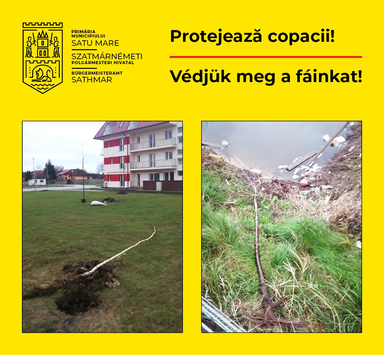 Arbori vandalizați la Satu Mare