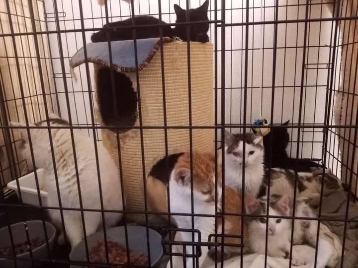 190 de pisici și 11 căței la patru mâini