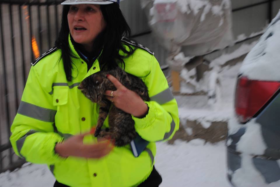 Concurență serioasă pe locurile pentru Poliția Animalelor! Media este de 16 candidați pe un loc!