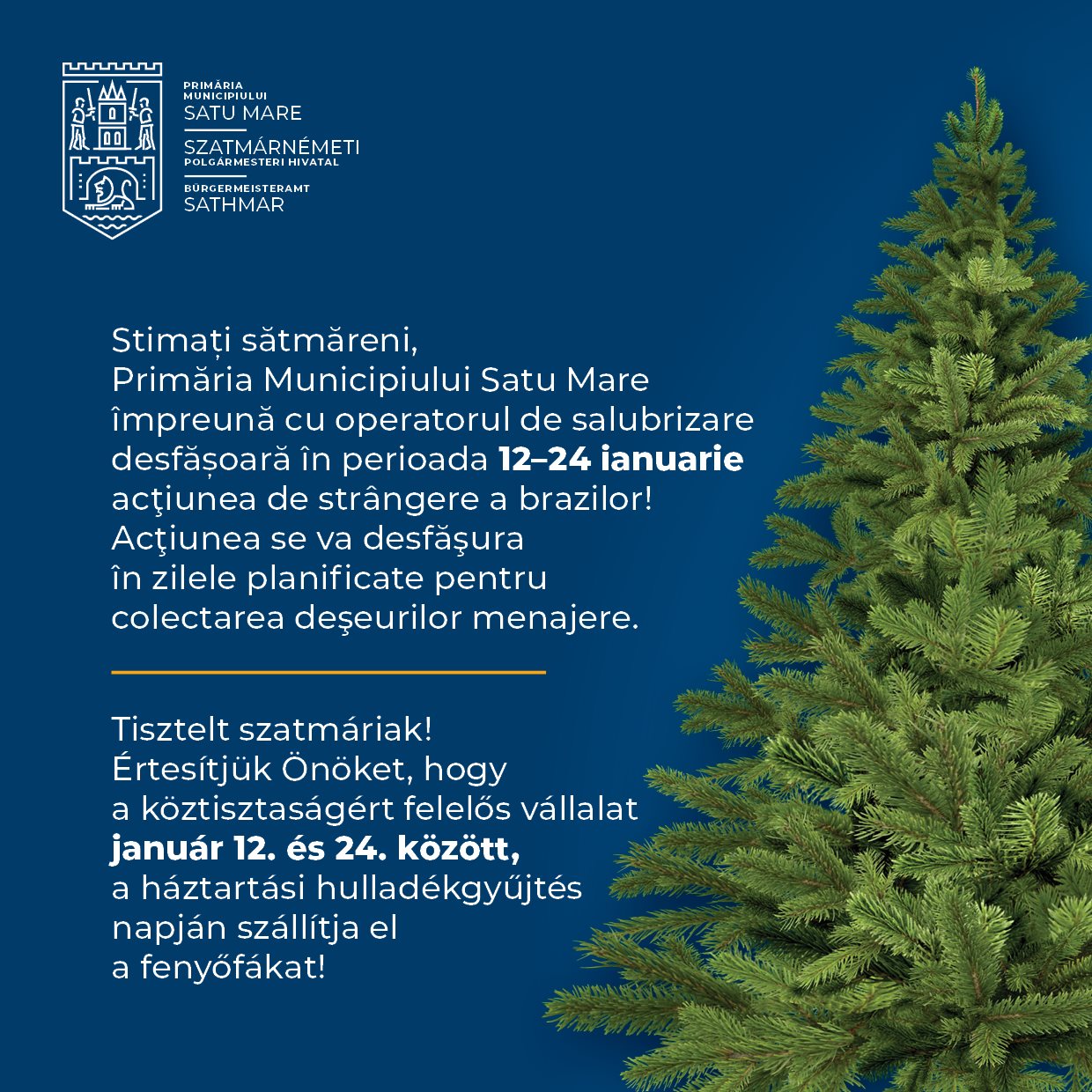 Acţiunea de strângere a brazilor,  demarată  la Satu Mare