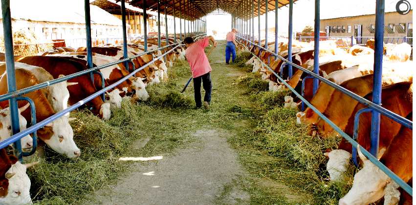 Sistemele de ajutor de stat ANT și SCZ ar fi mai utile dacă ar fi judicios elaborate - declară specialistul Ionel Arion