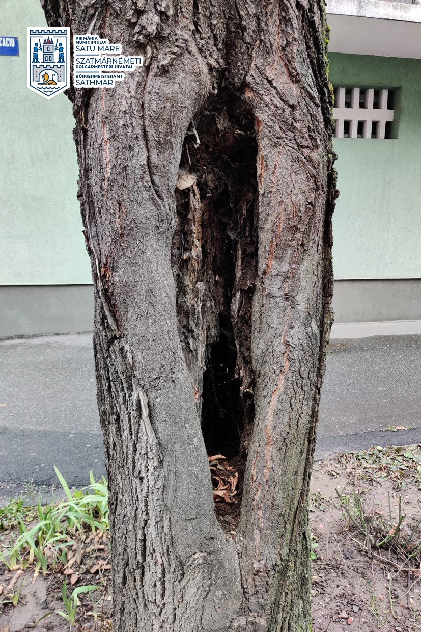 Lucrări de toaletare și eliminare a unor arbori în Satu Mare