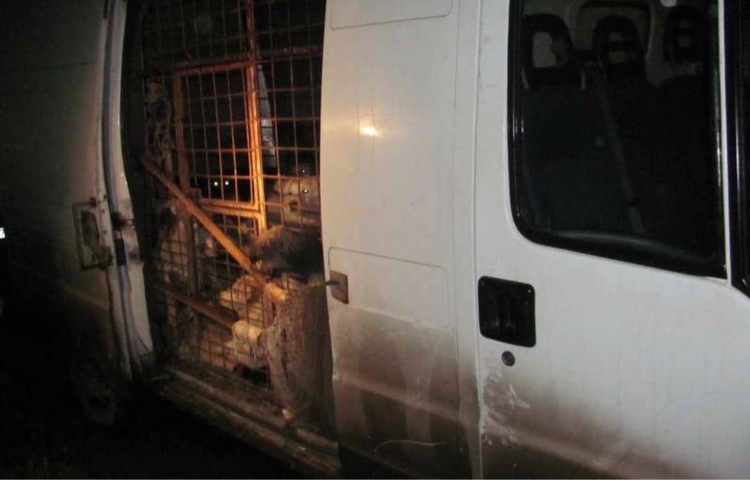 Aduși cu “duba”