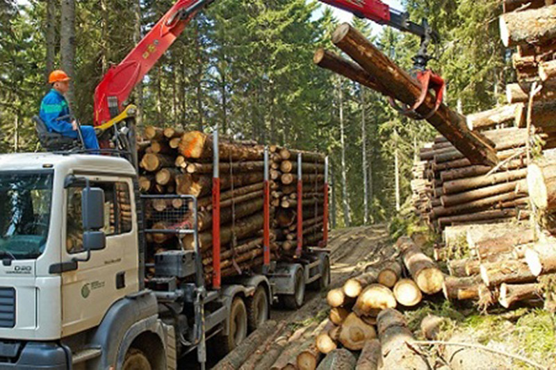 PĂDURILE județului, luate la CONTROL. Un sătmărean, la un pas să-și PIARDĂ VIAȚĂ