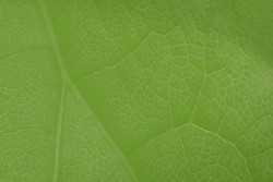 Reorientare în Real Estate: Comitetul Economic și Social European propune ca direcție de dezvoltare renovarea clădirilor