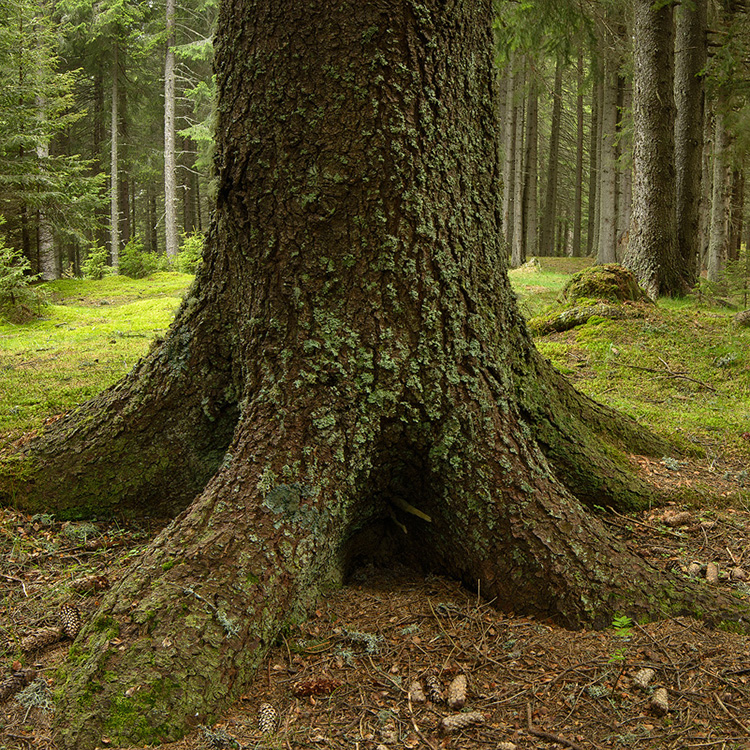  ”Pădurea începe acasă”