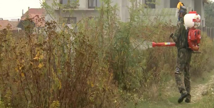 CAMPANIE. Lupta cu una dintre cele mai periculoase plante continuă la Satu Mare