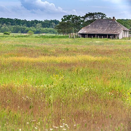 Câmpia Careiului , un sit de importanţă comunitară cu o biodiversitate spectaculoasă