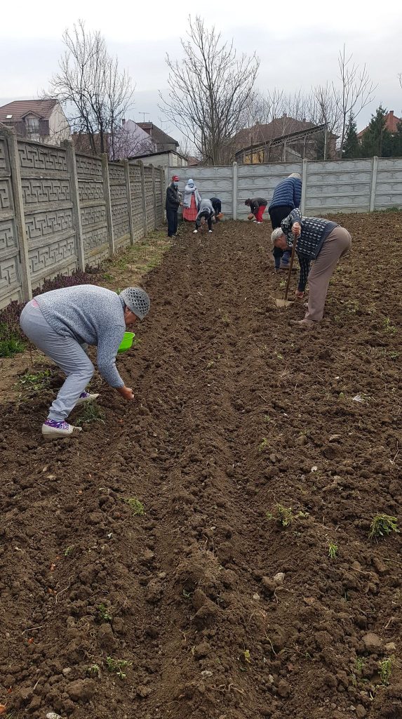 Oamenii străzii din Satu Mare au semănat legume în grădina Adăpostului de Noapte