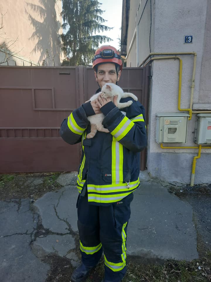 Pisică salvată de pompierii sătmăreni