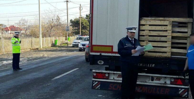 Purcei necrotaliați, transportați ilegal în plină epidemie de Pestă porcină