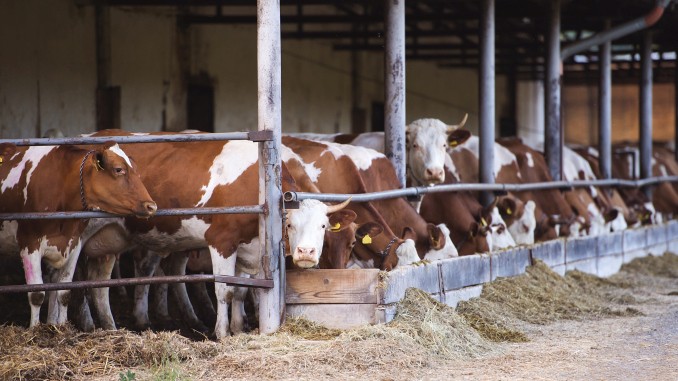 Controale și măsuri în vederea protecției animalelor