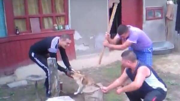 ATENȚIE!!! Prevederi legale noi în domeniul protecției animalelor