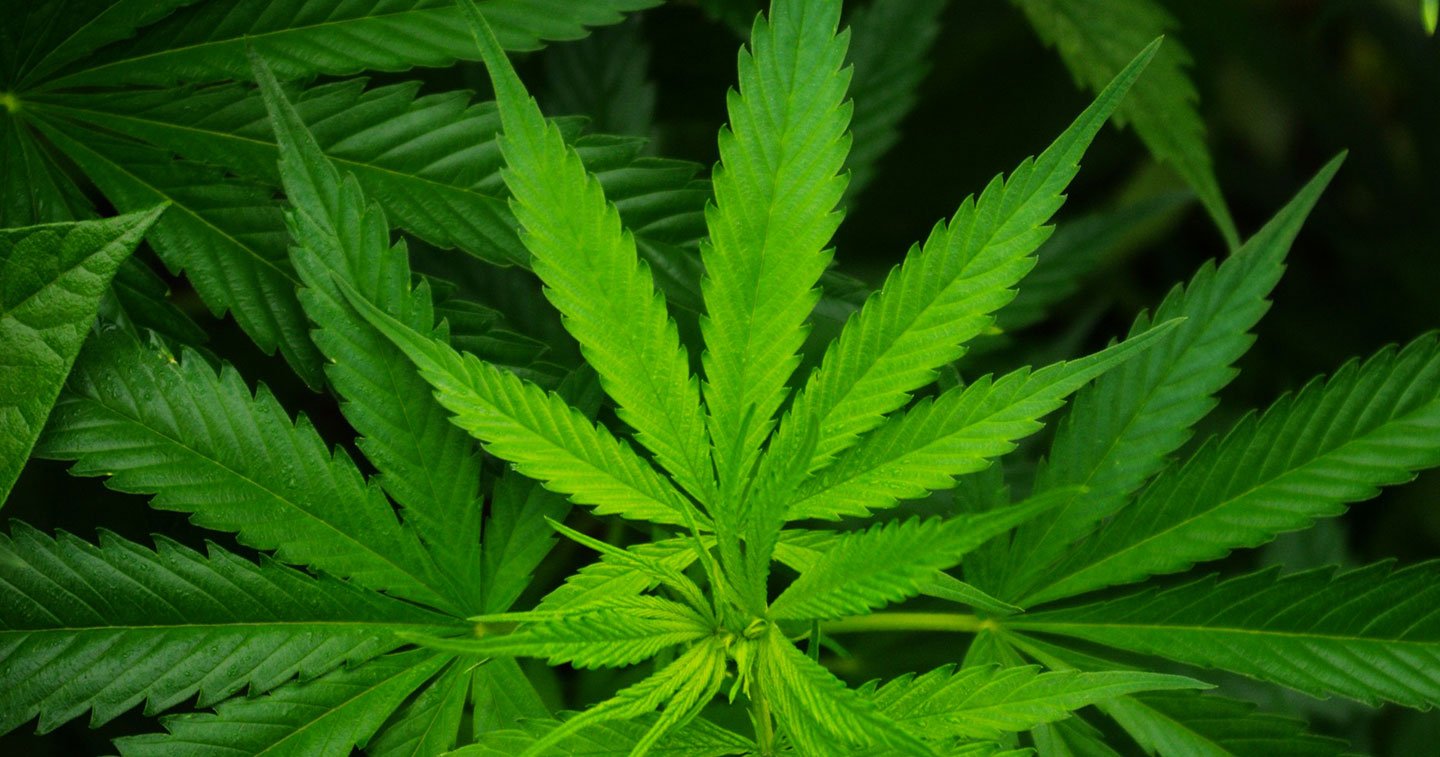 Legalizarea canabisului a ajuns la Camera Deputaților