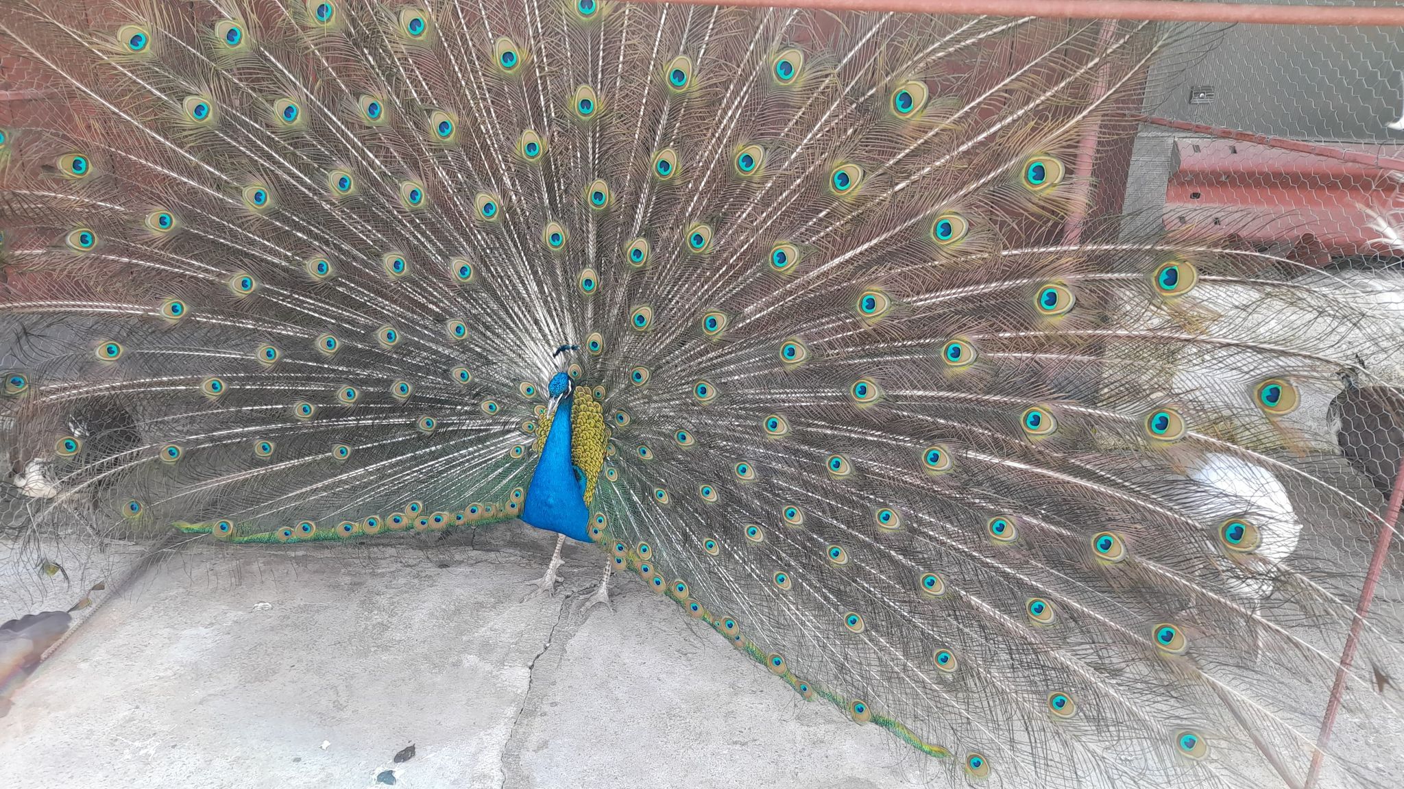 Păunii, cele mai grațioase păsări