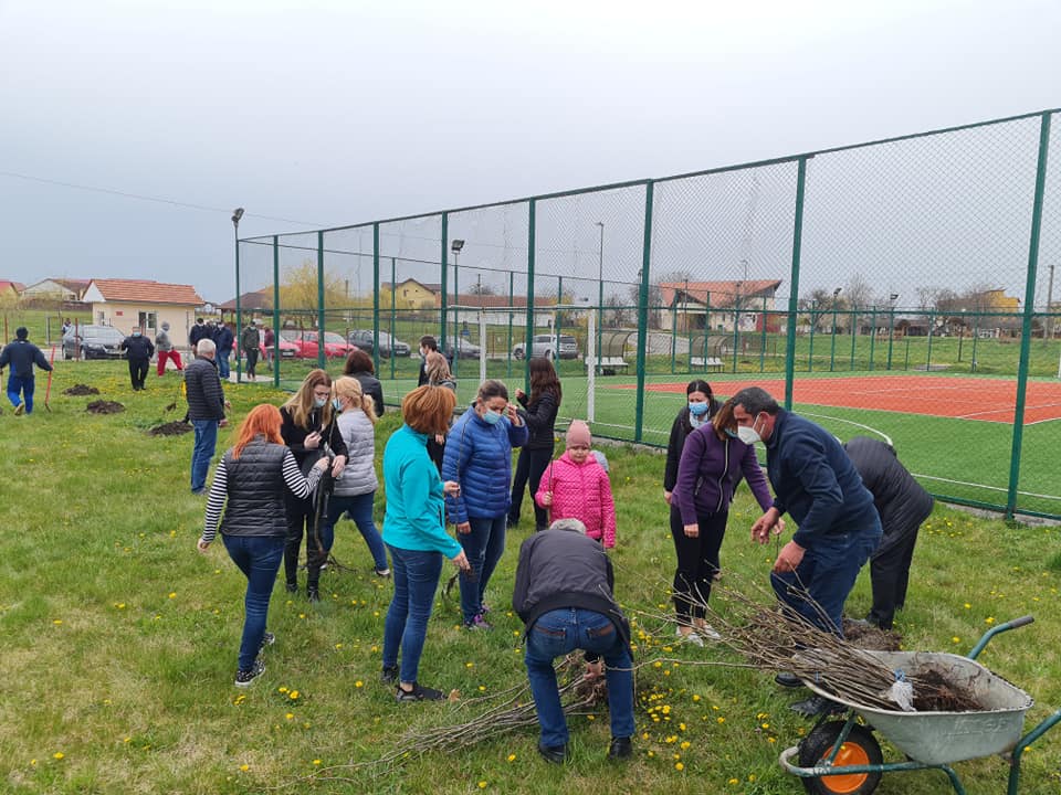 Angajații Primăriei Tășnad au plantat copaci