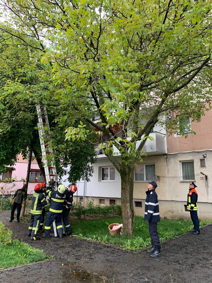 Roiul de albine de pe strada Belșugului a fost capturat