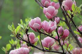 Magnolia din parcul central