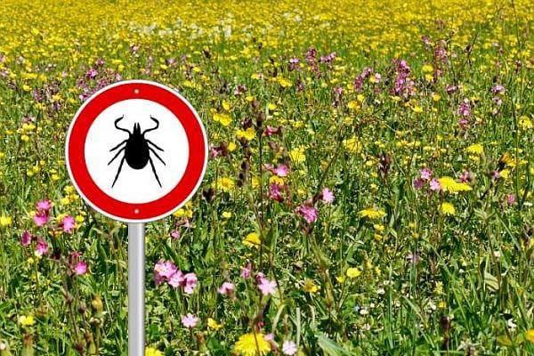 Acțiune de dezinsecție contra căpușelor