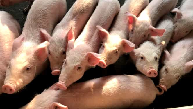 24 de focare de Pestă Porcină, în Satu Mare