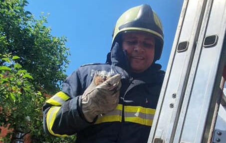 Pui de pasăre salvat de pompierii sătmăreni