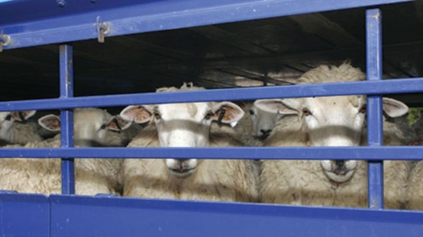 Atentionari pentru siguranța alimentelor, pentru diminuarea efectelor negative ale caniculei