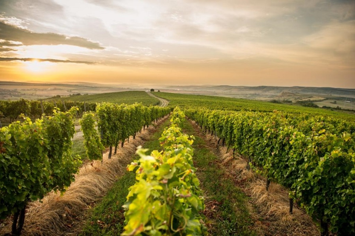 Noi măsuri pentru susținerea domeniului viniviticol