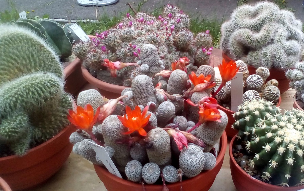 Expoziție de cactuși la Carei