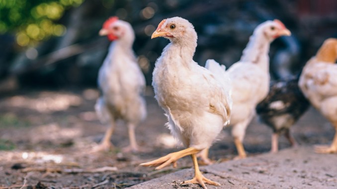 INFECȚIE. China a raportat primul caz de infecție cu tulpina H10N3 a gripei aviare la om. La nivelul județului Satu Mare, DSVSA declară alerta maximă