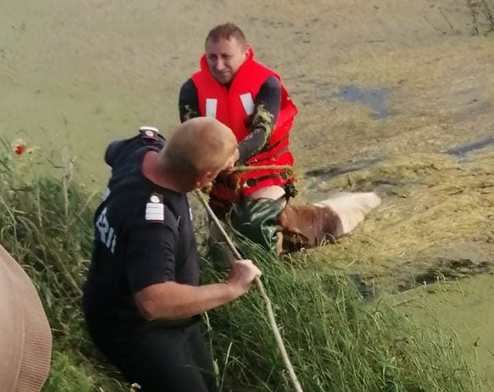 FOTOGALERIE. Acțiune dificilă de SALVARE a unei VACI