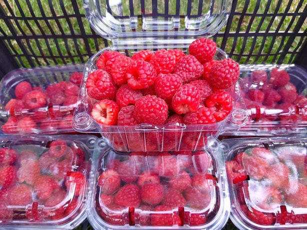 AFACERE. Are succes zmeura în Satu Mare?